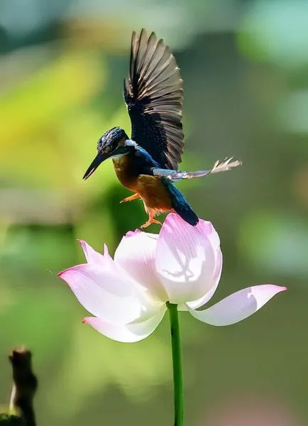 美图欣赏——荷塘上的翠鸟