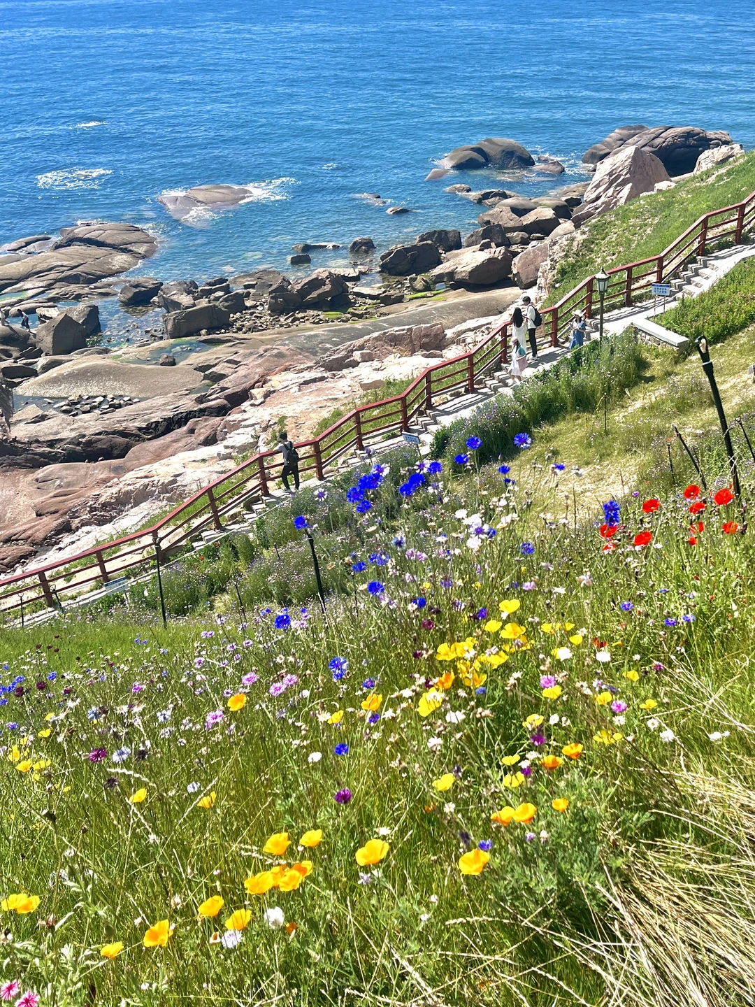 （live）接下来的青岛是万万次春和景明🌸