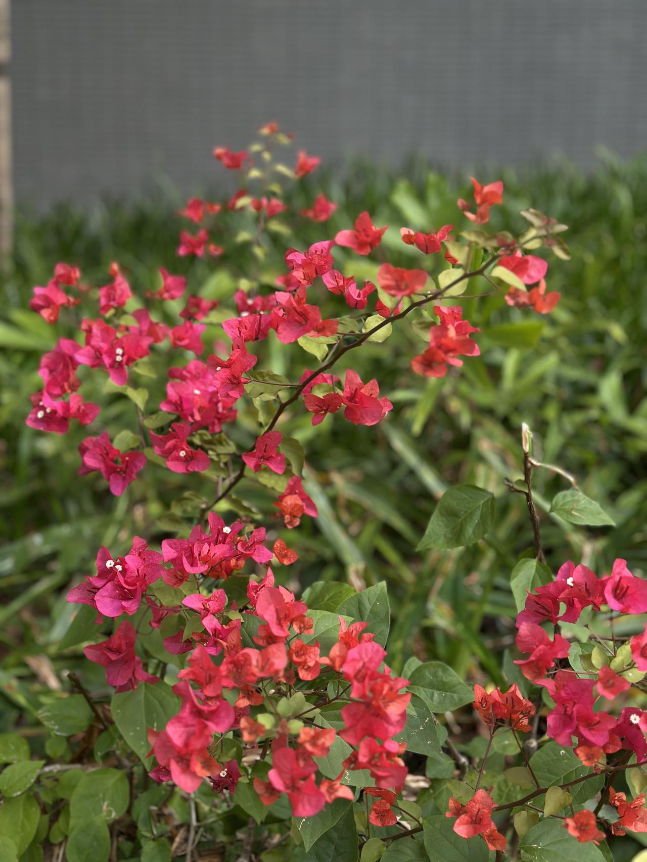 楼下的三角梅长势喜人，开了特别多的花，每次路过我都要感叹一下，还是原装土地好。
