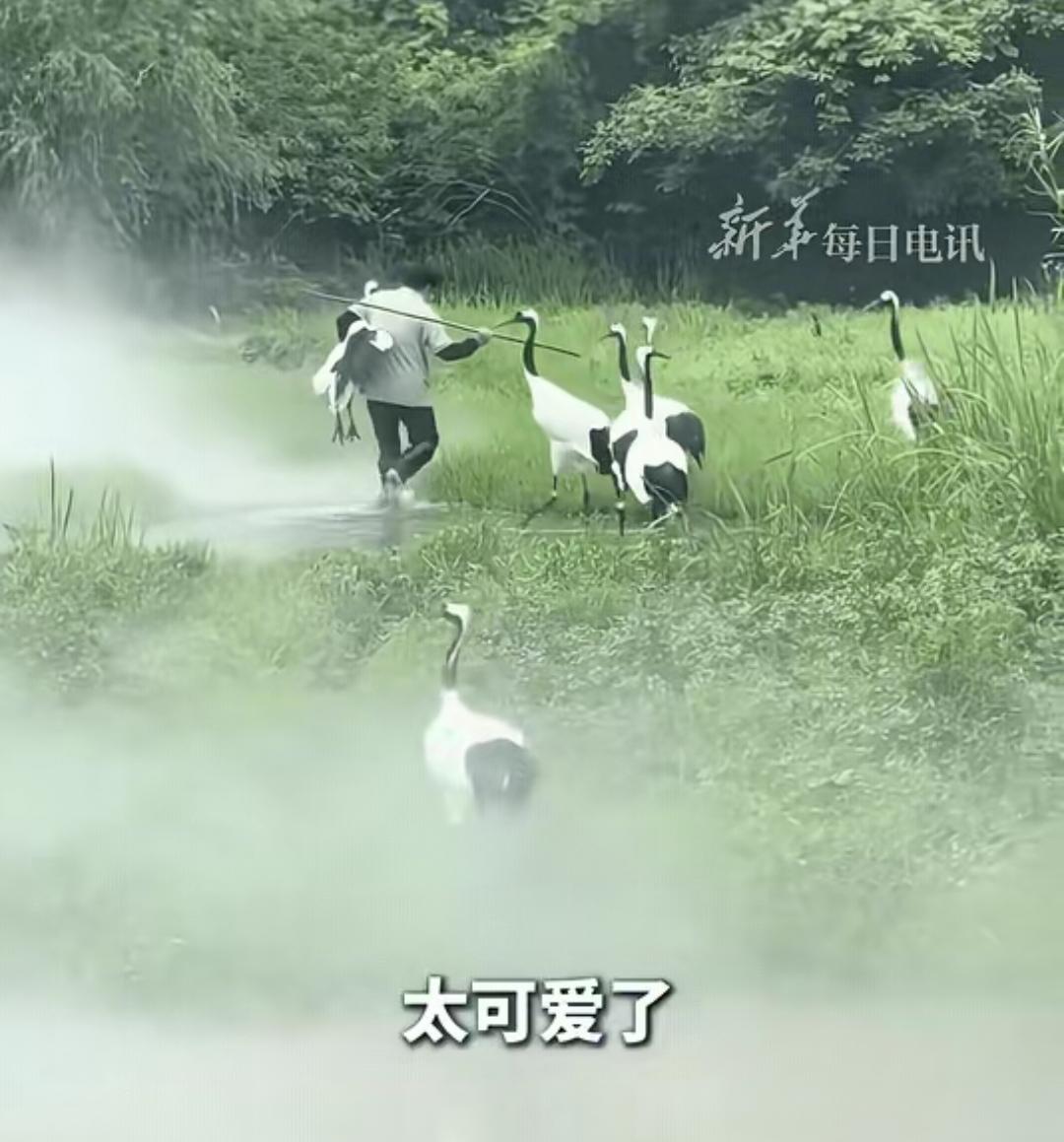 浙江，饲养员大妈看到丹顶鹤不愿意回家，就一把抱走其中一只丹顶鹤，其他的丹顶鹤看到