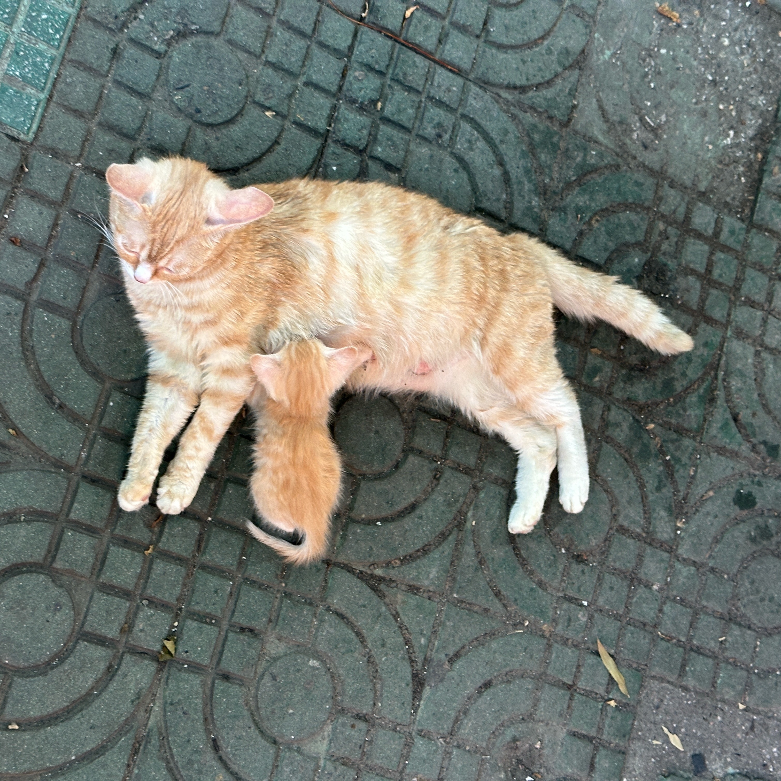 油坊老板的猫，我滴神小猫咪吃奶太萌了萌宠那些事
