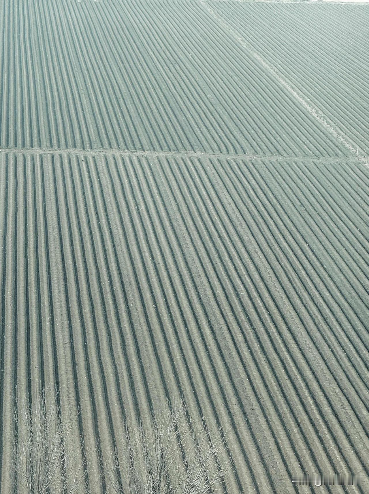 春日信手拈来，
田野便是天然的画布。
几笔色彩刚落下，
就绘出了最动人的春天，