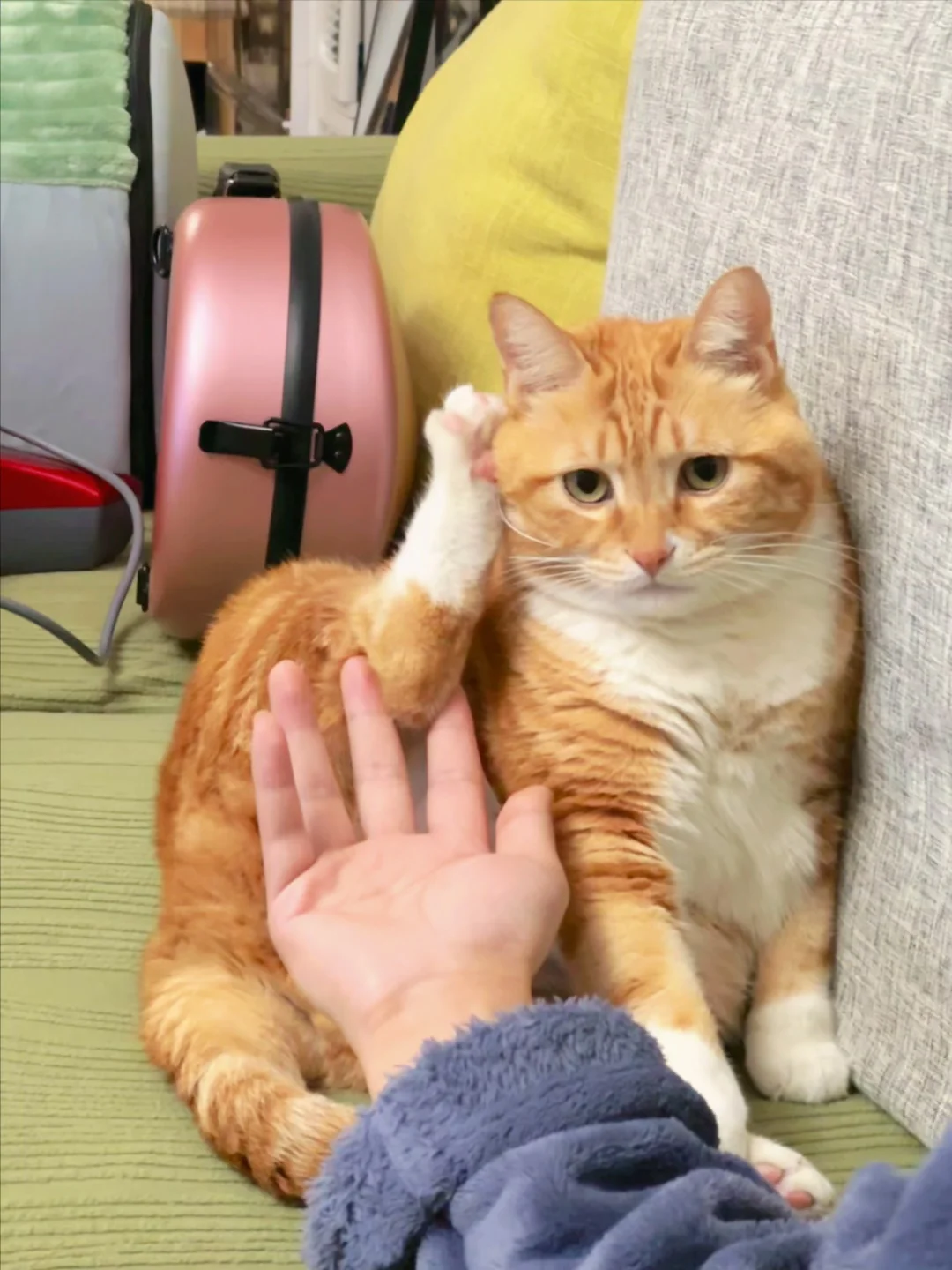 猫猫是人类的老师