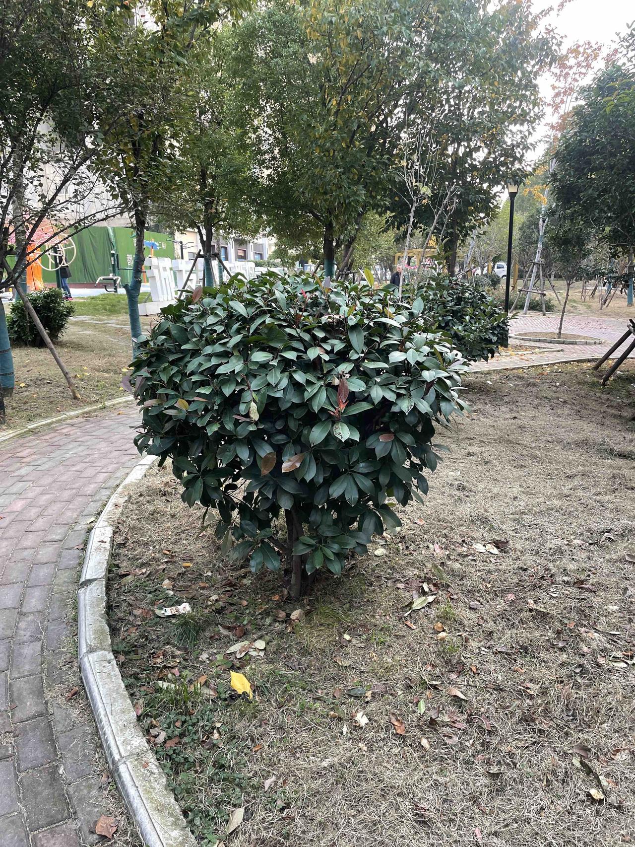 小区楼下这棵修剪得圆滚滚的树，看着特精神！深绿叶子里还冒点红，跟旁边干黄的草皮比