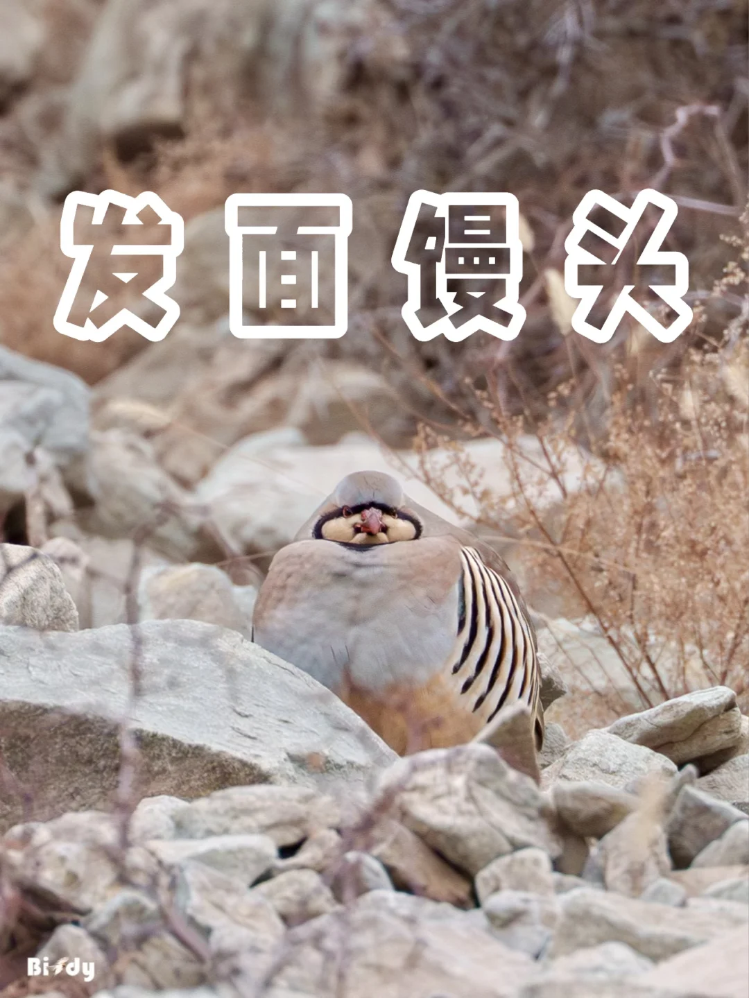 宝宝你是个煤气罐罐🥹🥹🥹
