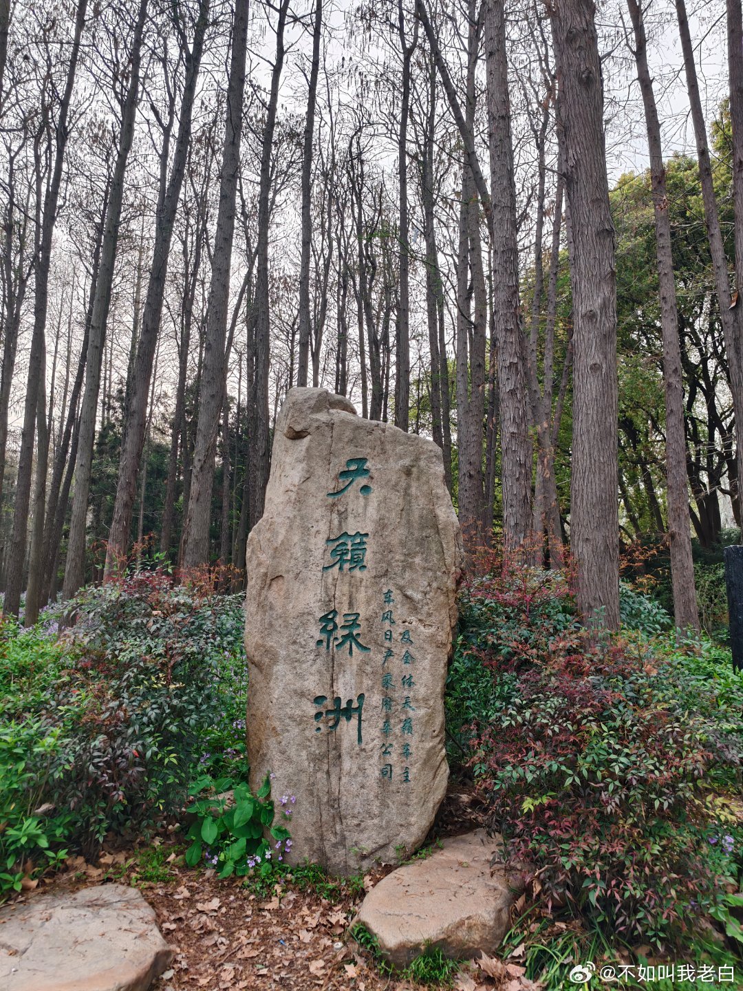 今天逛共青公园，没想到发现了一片东风日产承包的小园区。东风日产 上海·上海共青森