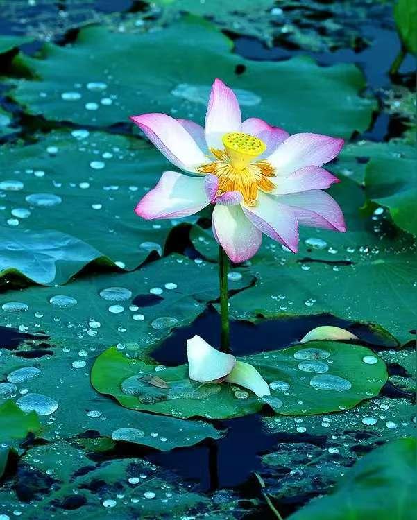 雨后寻幽
作者：丹阳
昨夜甘霖涨碧塘，乌云翻墨染新妆。
晨起踏露寻幽趣，荷角承珠