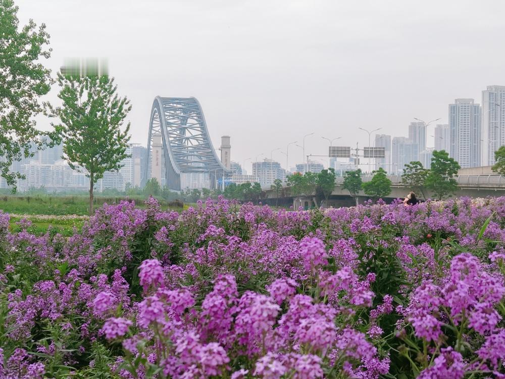 【汉江湾花海 雨中觅芳菲】汉江湾花田花海月见草、虞美人、蓝香芥等正值盛放。雨丝轻