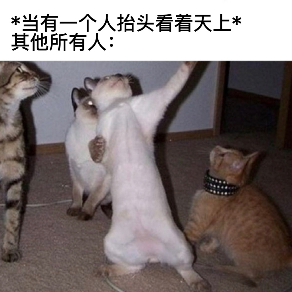 啥？#今日memes# //#龙年造梗大赛# ​​​