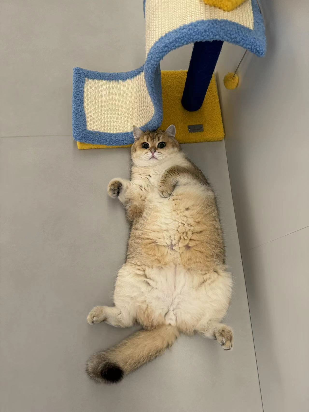 好大一个躺躺#金渐层##英国短毛猫##辣椒家新家回访# ​​​