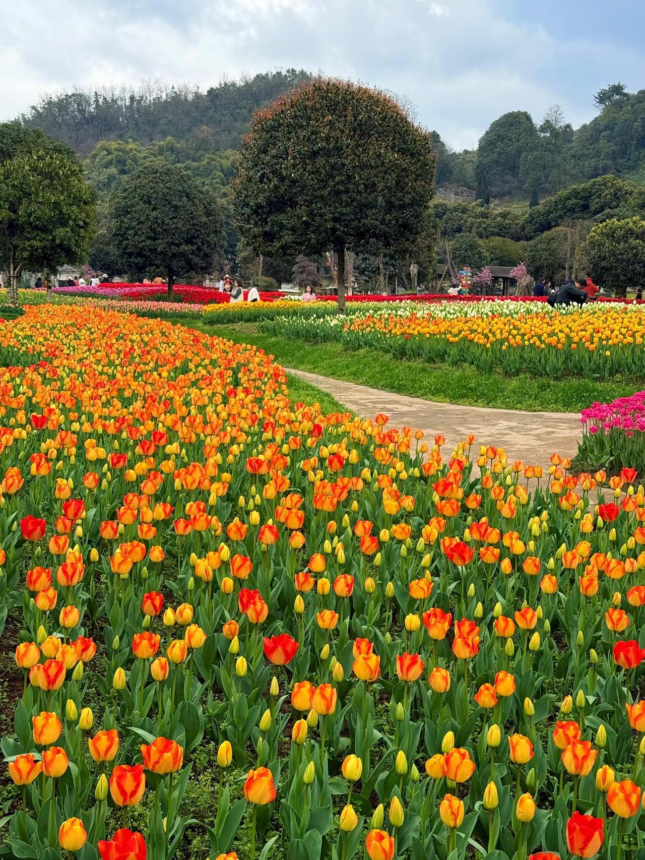 亲爱的朋友：
        滨州的春天，是从秦皇河公园的郁金香开始的。这几天，