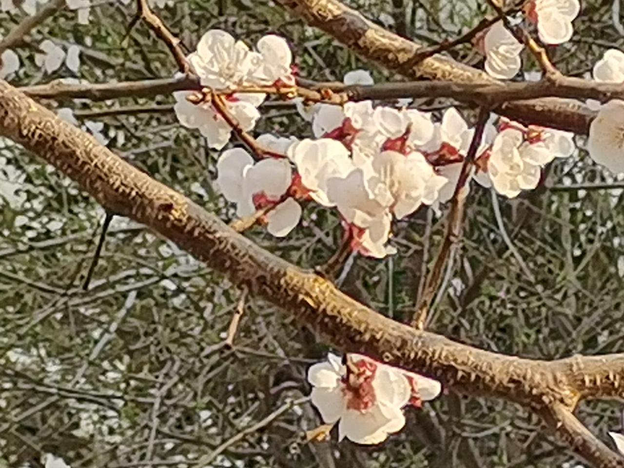 我理解了伊朗总统佩泽希齐扬！

过去看到这个老头，总是觉得他骨头有点软。因为他上