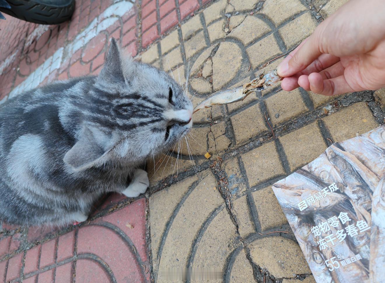 刷到烟台大学的猫粮帖子啦！！小猫超喜欢呢