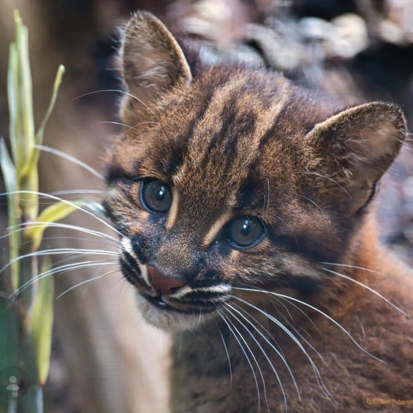 德国海德堡动物园繁育的亚洲金猫崽崽和大猫都好看！【ins：Zoo Heidelb