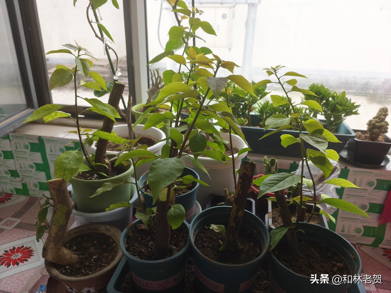 譬如我的这批光杆子三角梅，刚到手时就像一根根烧火棍，栽下去在精心侍弄下，发芽长枝