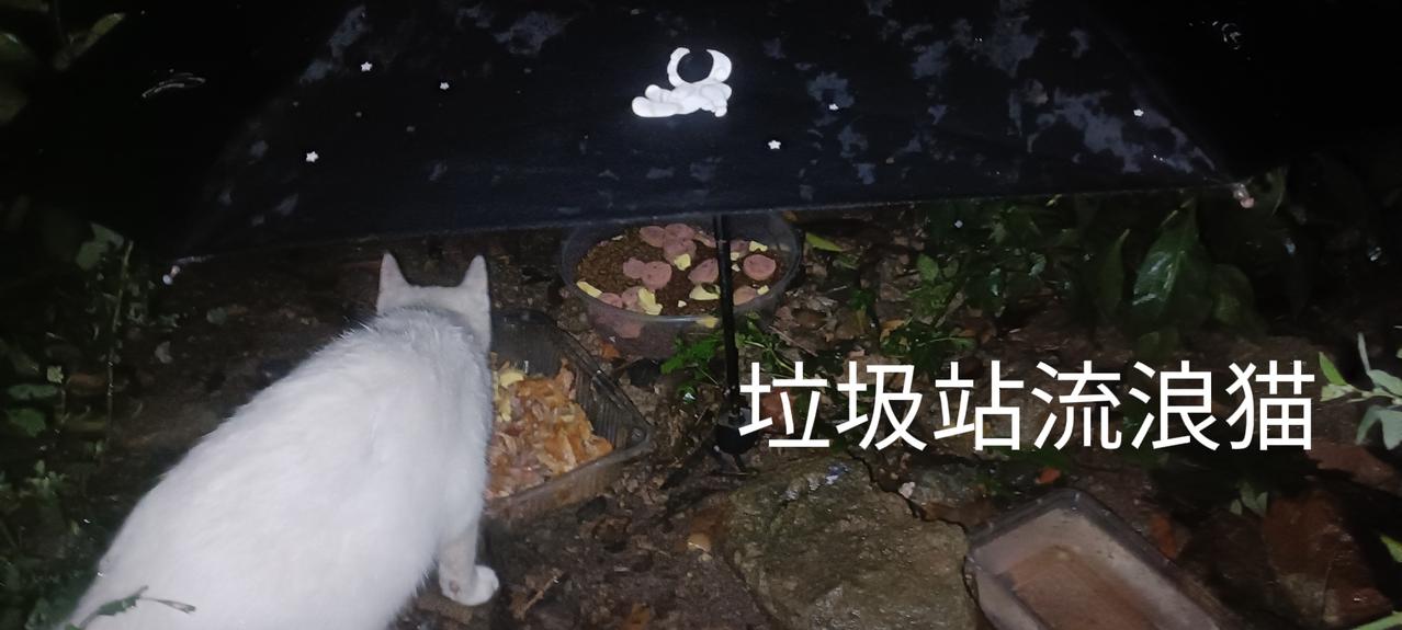 下雨天去垃圾站投喂流浪猫，我撑了把旧伞放在猫粮上方，罐头湿粮就直接放在那儿不怕雨