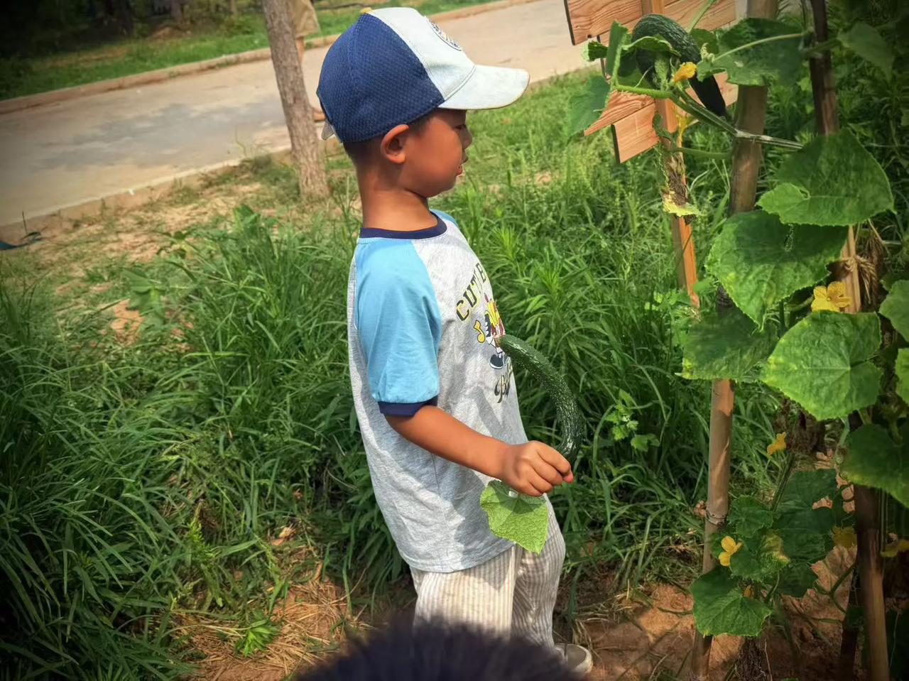 老师带着小朋友浇水、除草，大家轻轻触摸叶片，细心照料蔬果。孩子们蹲在田边观察果实