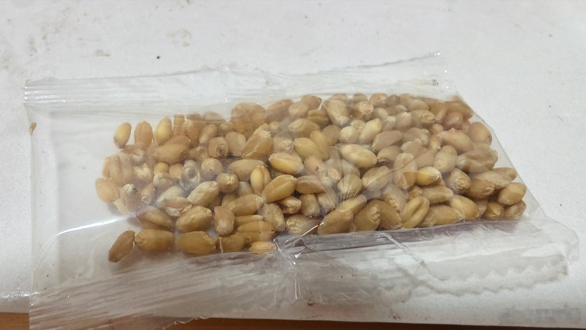 我把这玩意儿拍照发家里小群问我爸妈这是不是小麦种子。。我爸很认真研究了一会说是小