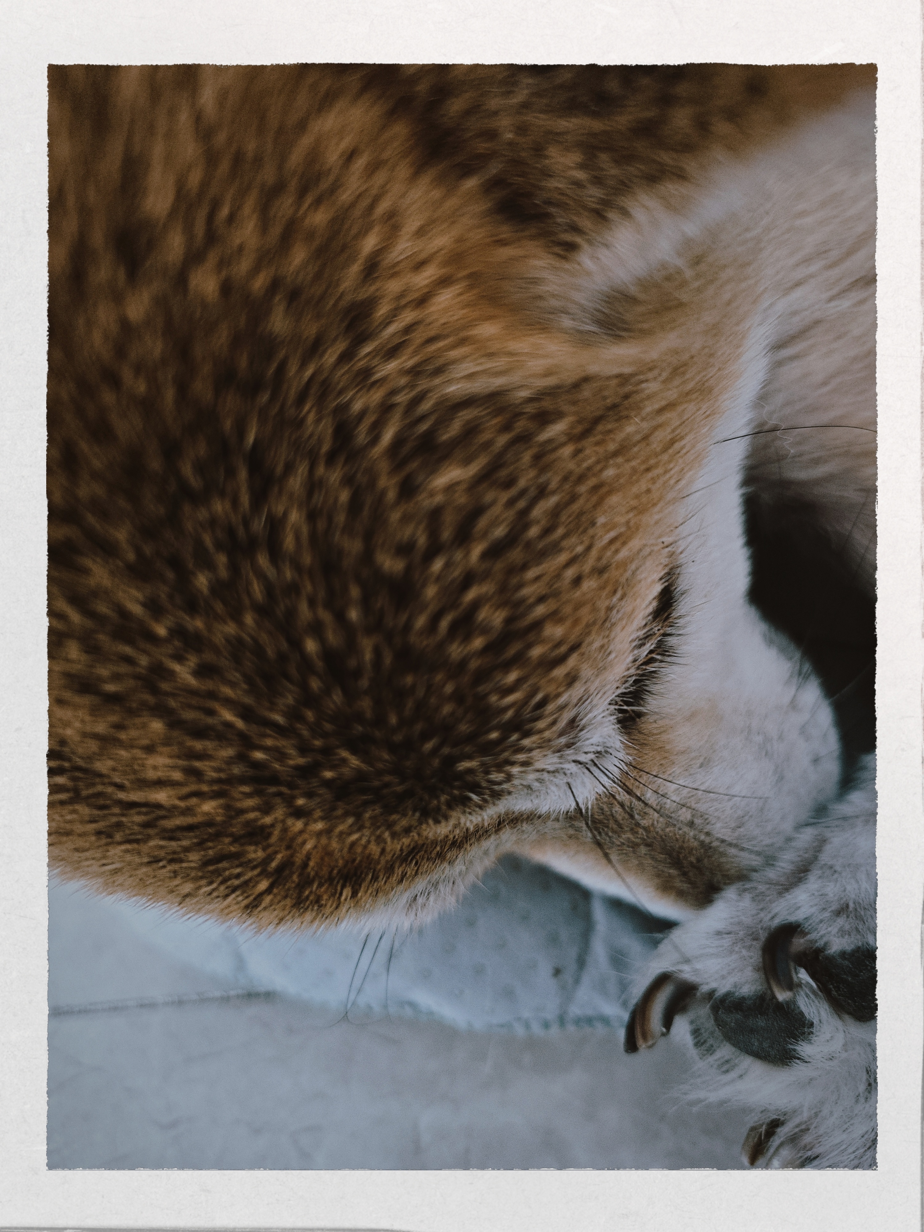 昨晚像没睡一样，还起得特别早，羡慕这婴儿般的睡眠柴犬
