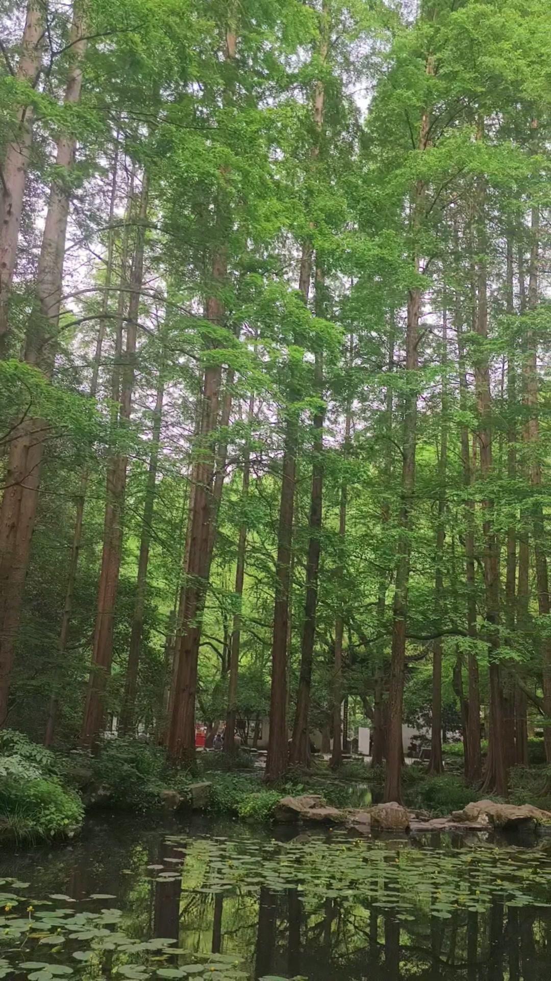 漫步虎跑，春樱、绿竹、古寺相映成趣。溪水潺潺，茶香袅袅，每一帧都是治愈系画面。