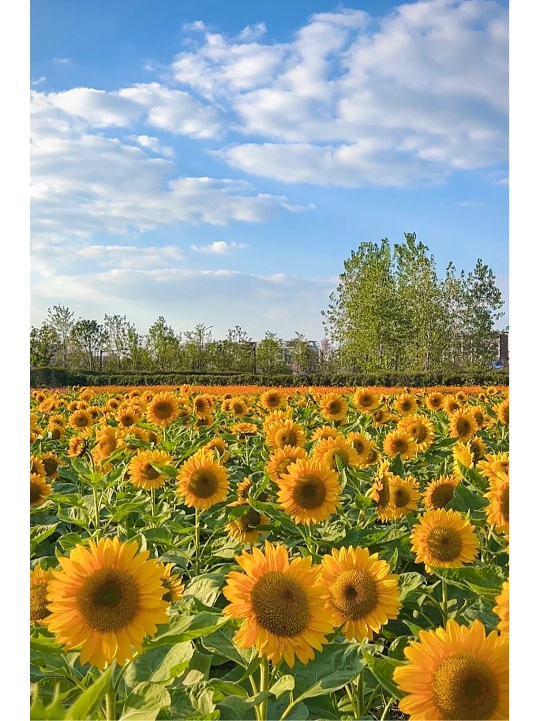 杭州地铁直达‼️免费看向日葵粉黛🌻无人花海