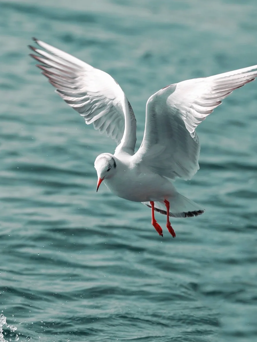 新一代鸟类观察师🐦，上线❗