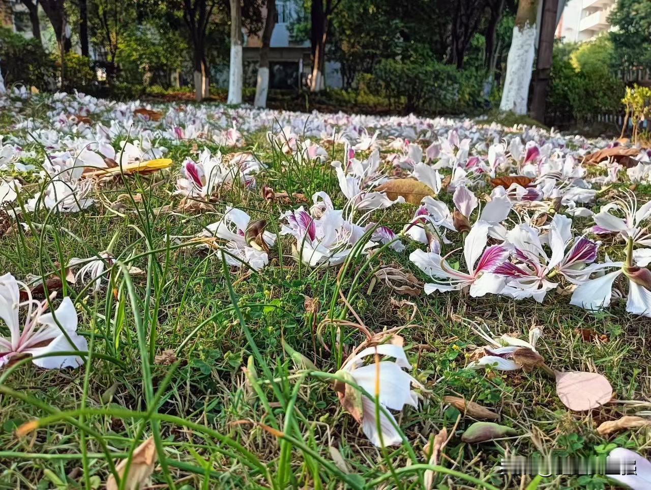 来也风华
去也夺目
​一夜春雨，满地繁花！
人生亦如此，唯有珍惜当下！
春日生活
