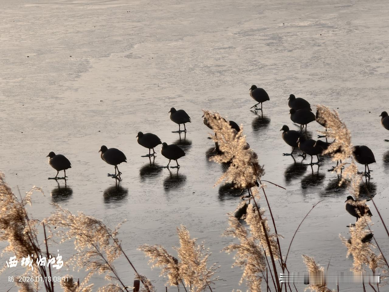 今日分享随手拍照片这是白骨顶吗？