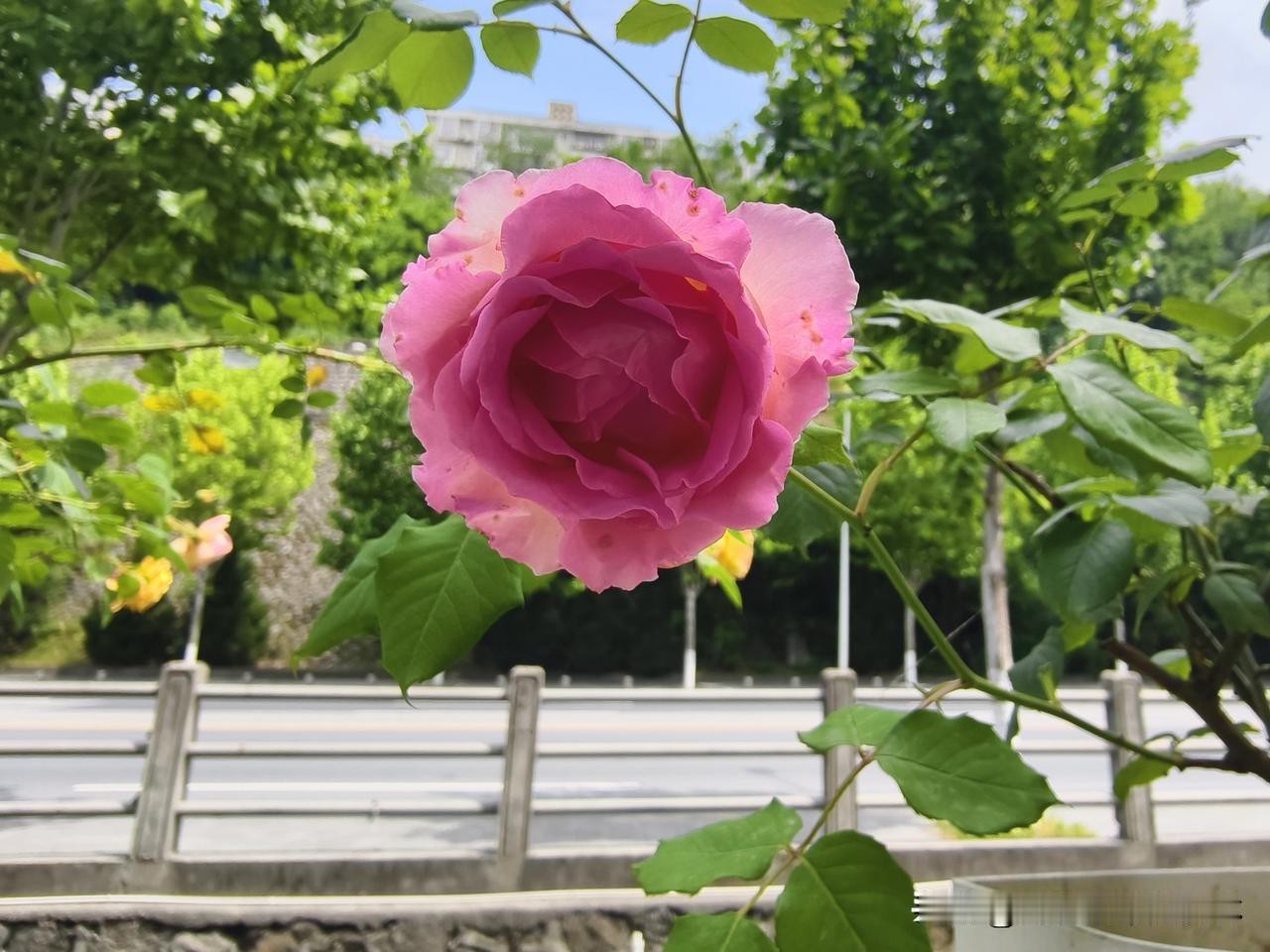 分享一朵你拍的花，什么花都可以这是安康城西加油站拍的，沿着路边，用塑料桶切的花盆
