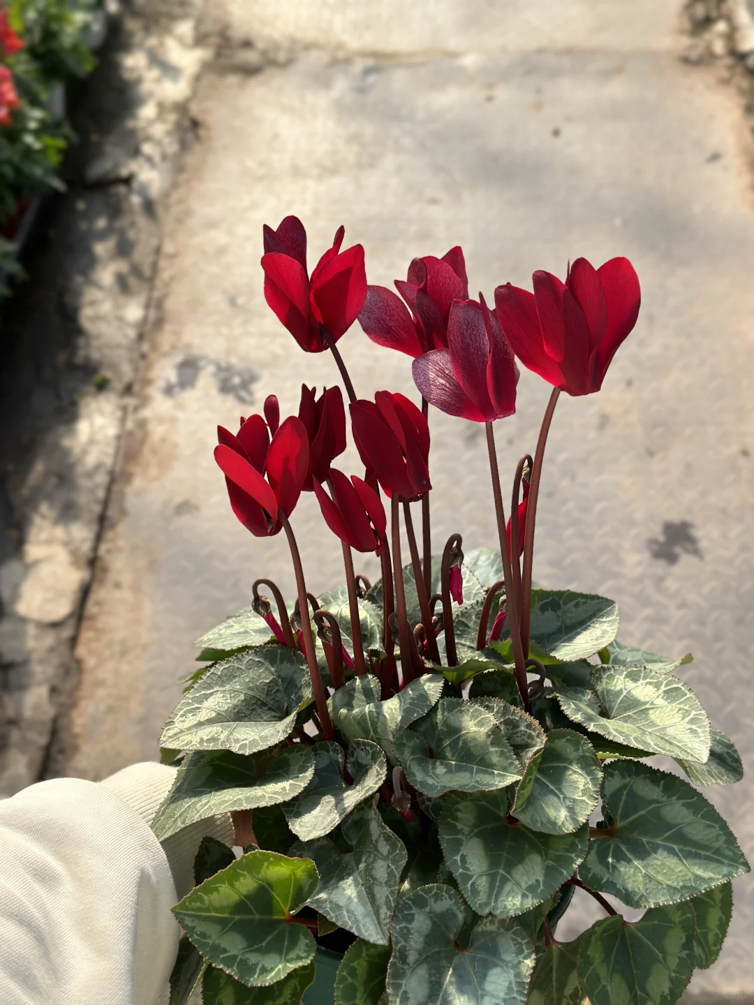 冬天是酒红色的季节