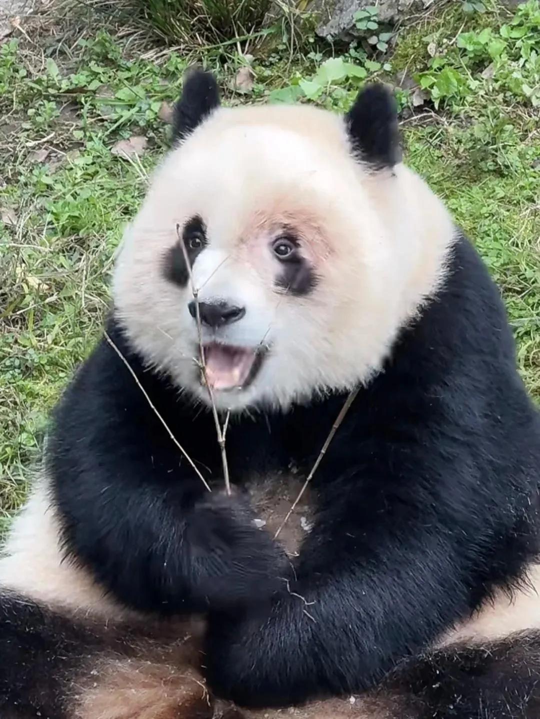 希望好好给我家爱爱治疗一下眼睛！
怎么感觉越来越凶啦！
我的宝贝儿，看到好心疼！