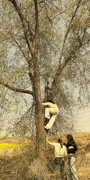 榆钱窝窝是好吃，可三个女子都不会爬树。
不过，三人爬树的合理性还不够，个子高的爬