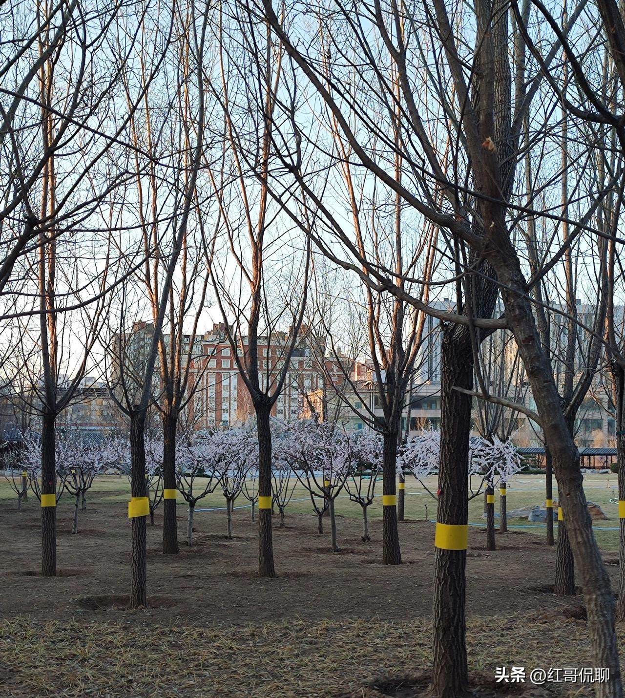 远处林外几棵山桃花灼灼盛开，近地泛黄枯草间春芽遥看绿色近看无，此乃一副春发生动画