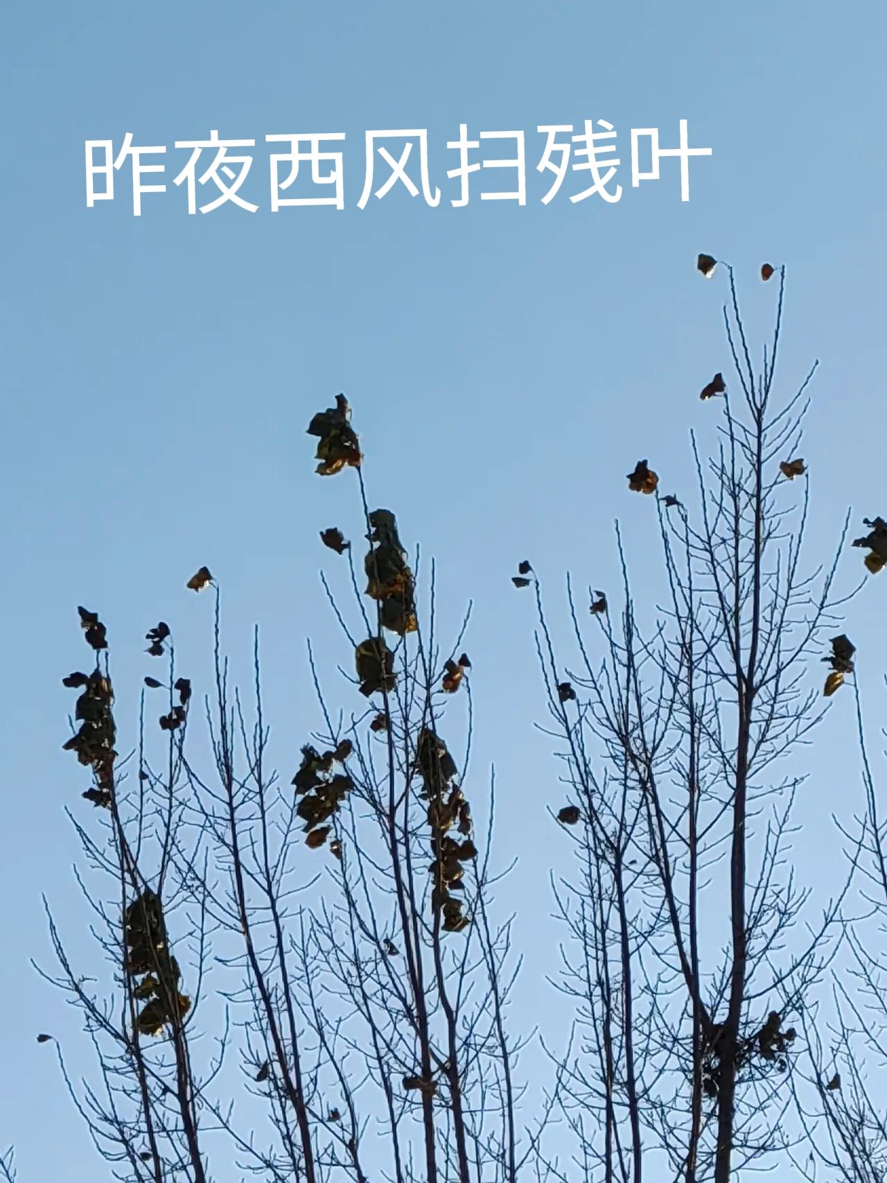 上联：昨夜西风扫残叶
下联：？？？？？？？
试对：今晨白雪葬腊梅
请师友：？？？