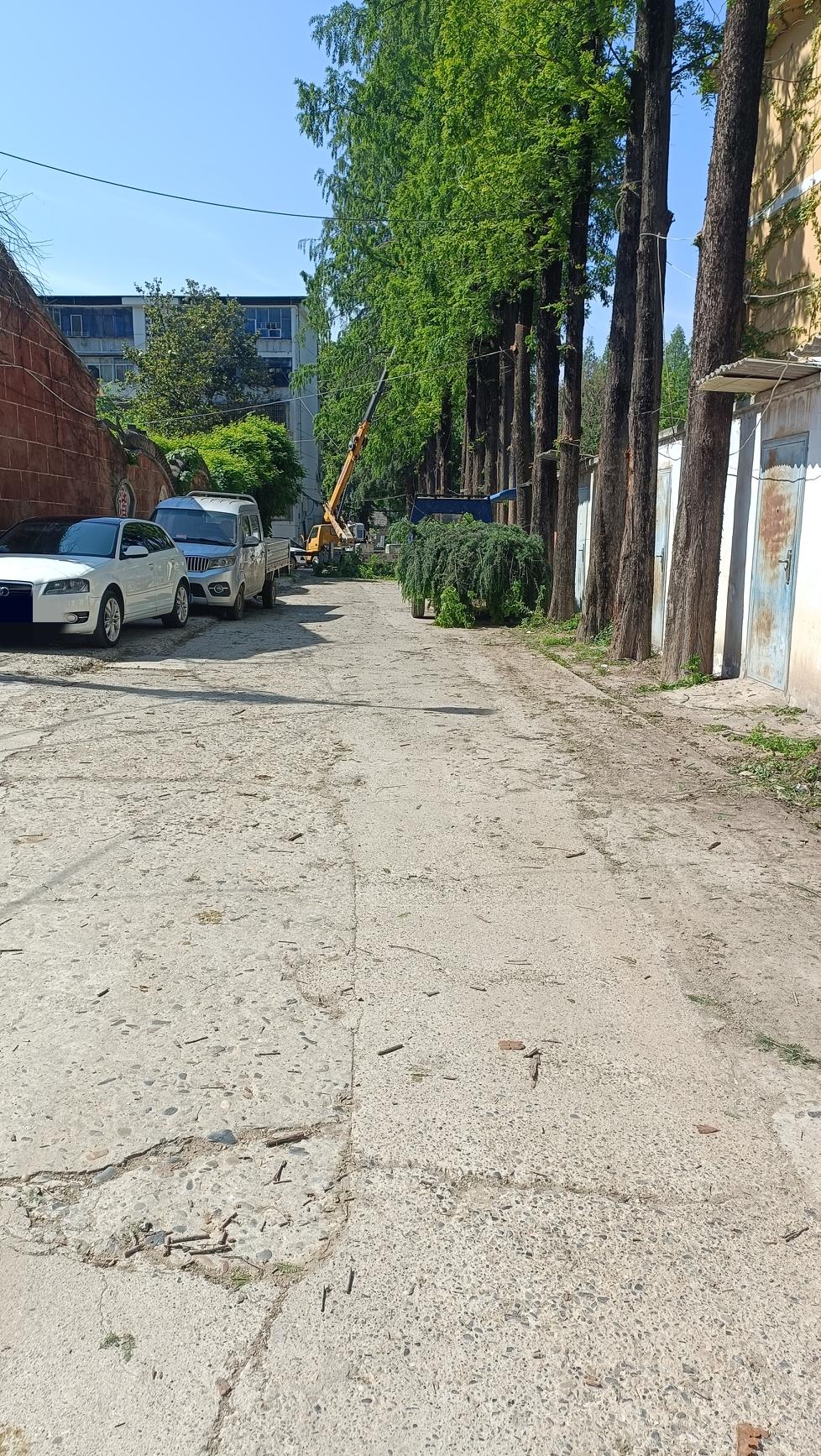 上午遛狗时看到园林局工人正在修剪路边树的树枝，然后我发现地上有三只雏鸟，其中两只
