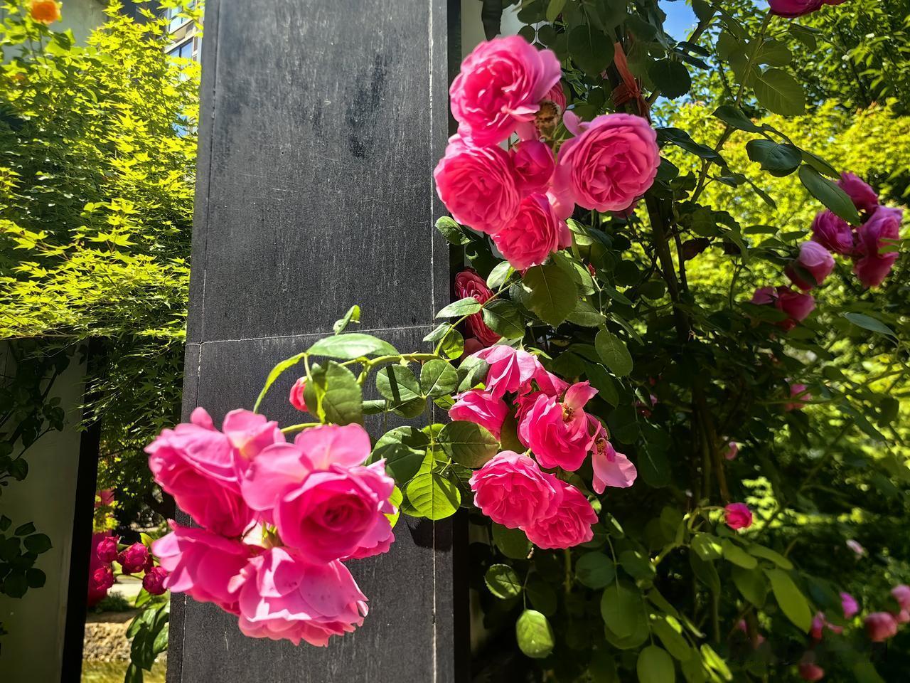 今日小满，小满即圆满，商洛的夏天繁花似锦秦岭商州美如画 22度商洛中国康养之都