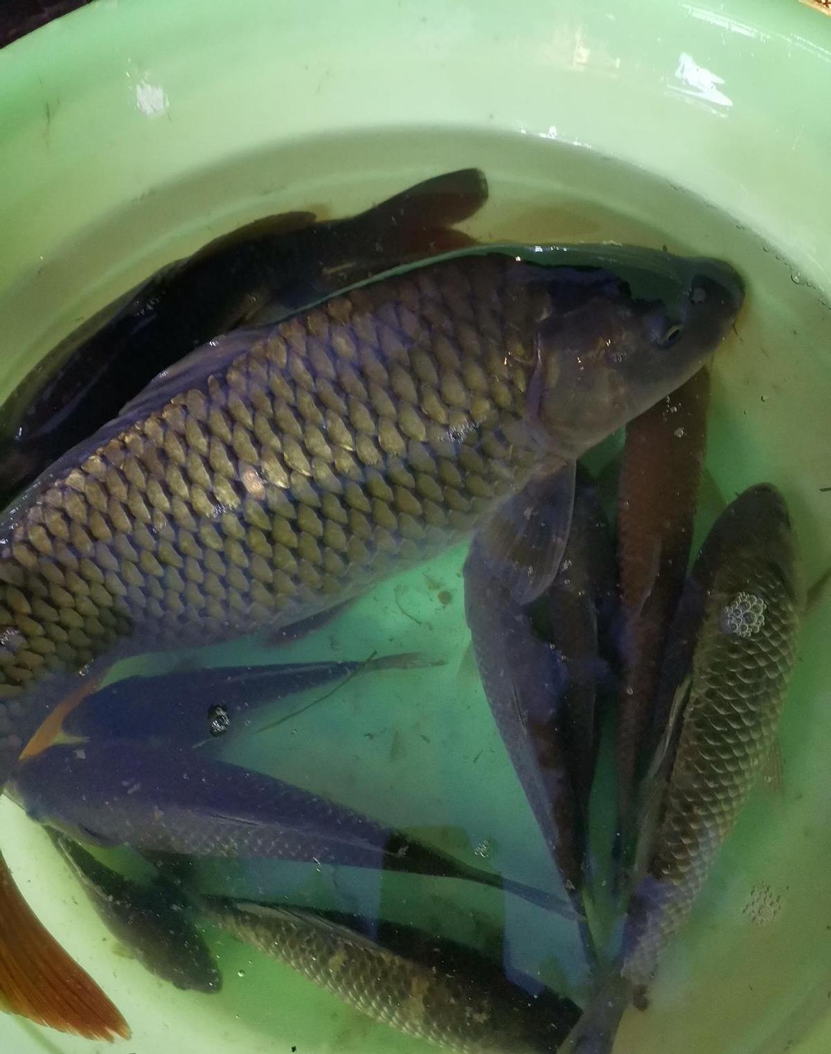 橡皮坝一修，鱼不认路了。
以前蹲个窝能钓一桶，现在蹲一天，连个水花都捞不着。
鱼