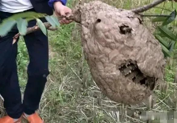 马蜂窝可摘得真冤，云南昭通3名男子因摘了马蜂窝，9天后过路的大妈又被马蜂蜇伤，经