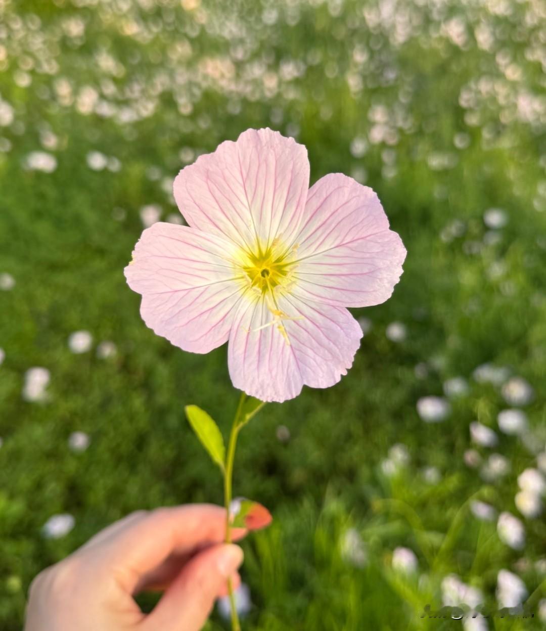 看见美丽的花就很开心，每天心情都美美哒[呲牙][呲牙]