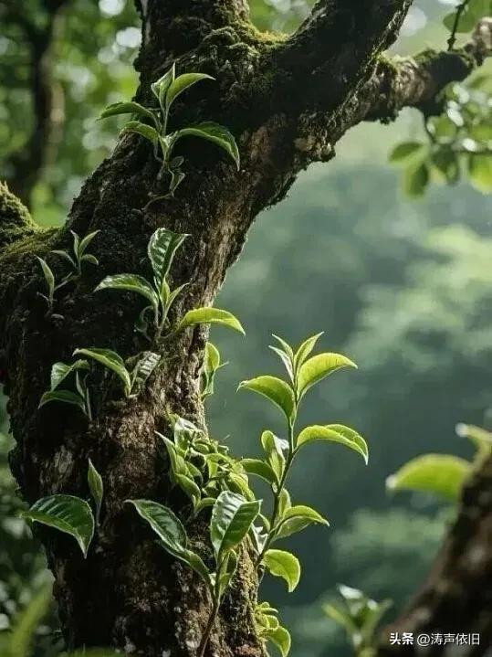 《浪淘沙·健身为本》

步履踏征途，
身是根株。
平安堪作摇钱树。
康健方能聚百