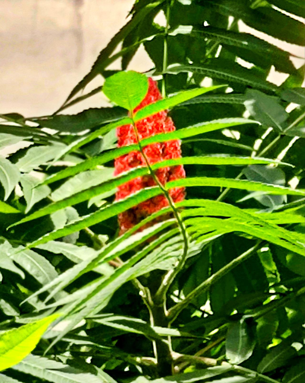 夏日里的《火炬树》盛夏时节百花盛开，火炬树也露出了笑脸。在长长的绿一树叶掩映下，