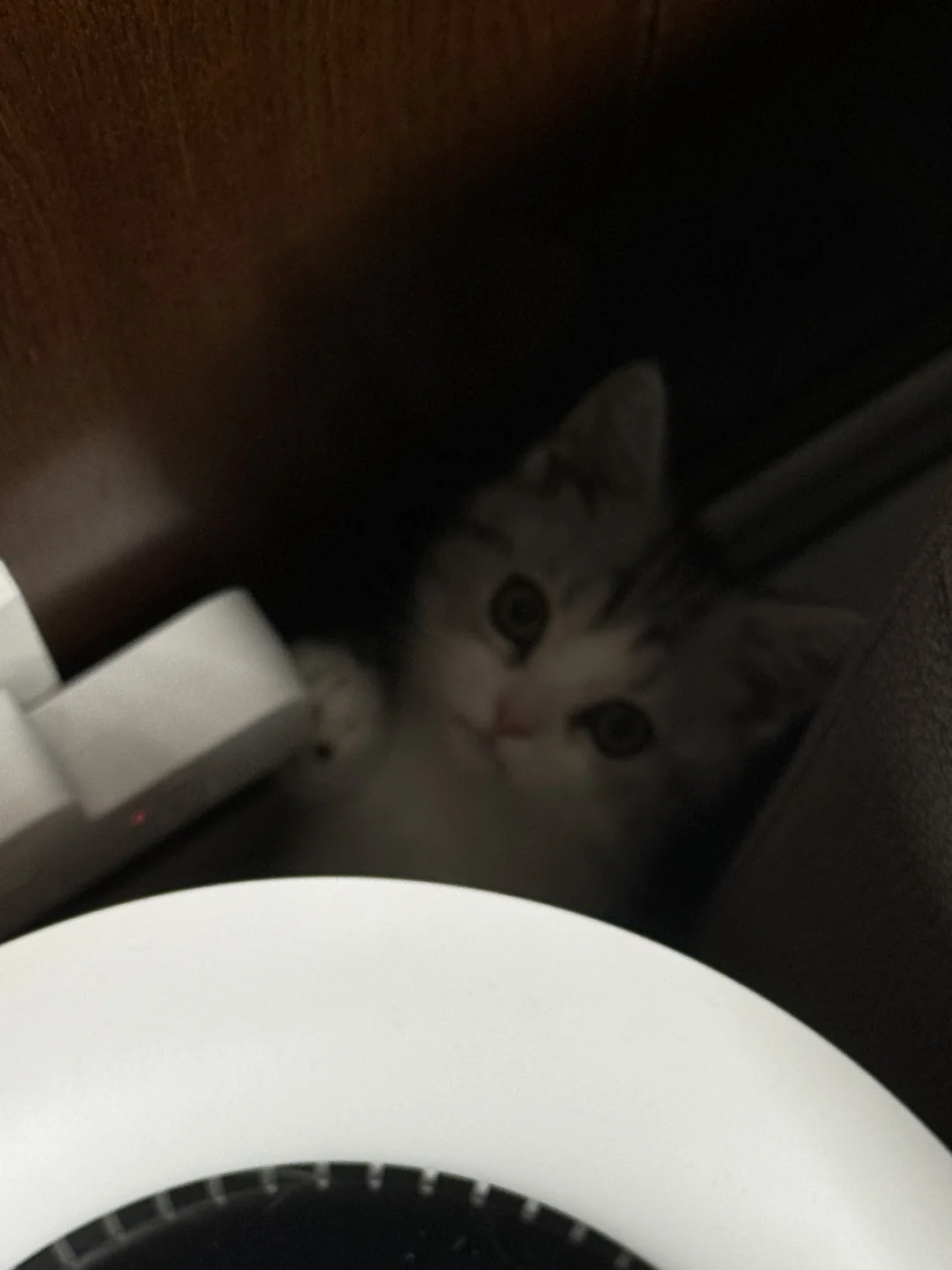 明明自己钻进去的