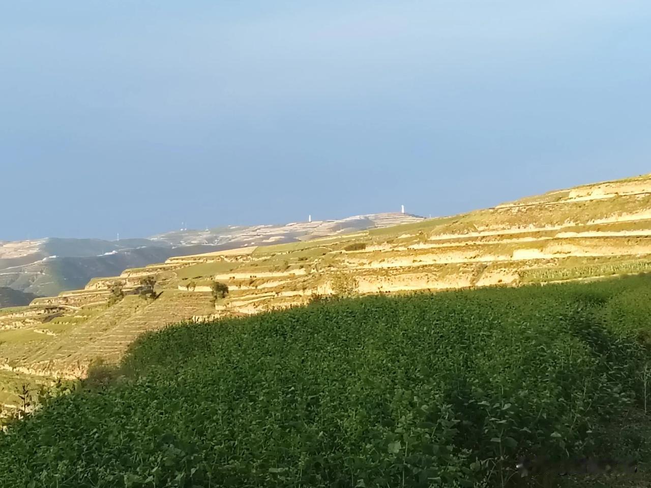山湾里的黄昏

山湾里的黄昏，真是美！夕阳洒在玉米田里，高大的玉米，像是排着整齐