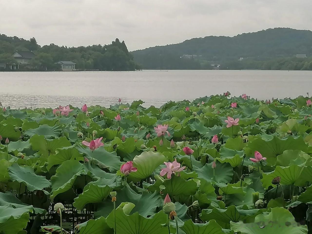 荷花盛开#旅行随手拍#