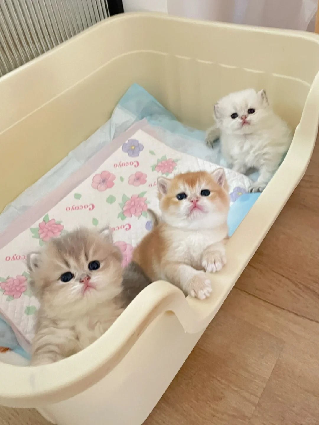家里生太多养不了，无偿领养