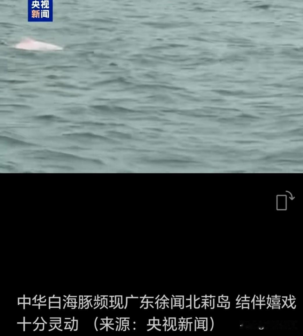 看到央视新闻报道，我们才有机会看到中华白海豚在湛江海域的美丽姿影。中华白海豚出现