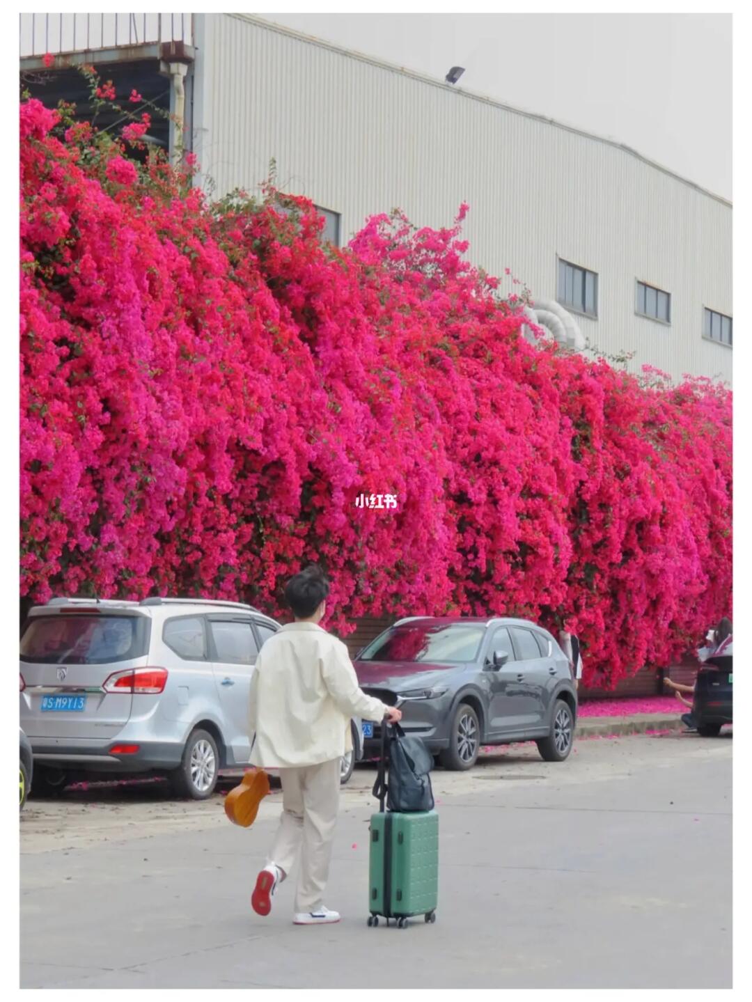 我的妈呀！东莞的三角梅爬满了整片墙