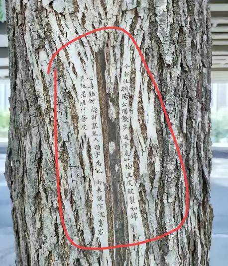 朝阳公园树上惊现匿名书法家！
刻字工整得像印刷体，把大树当成天然朋友圈。网友直呼