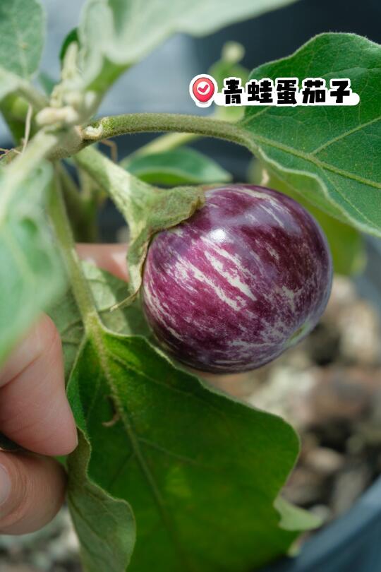 原来我种的是个茄子🍆