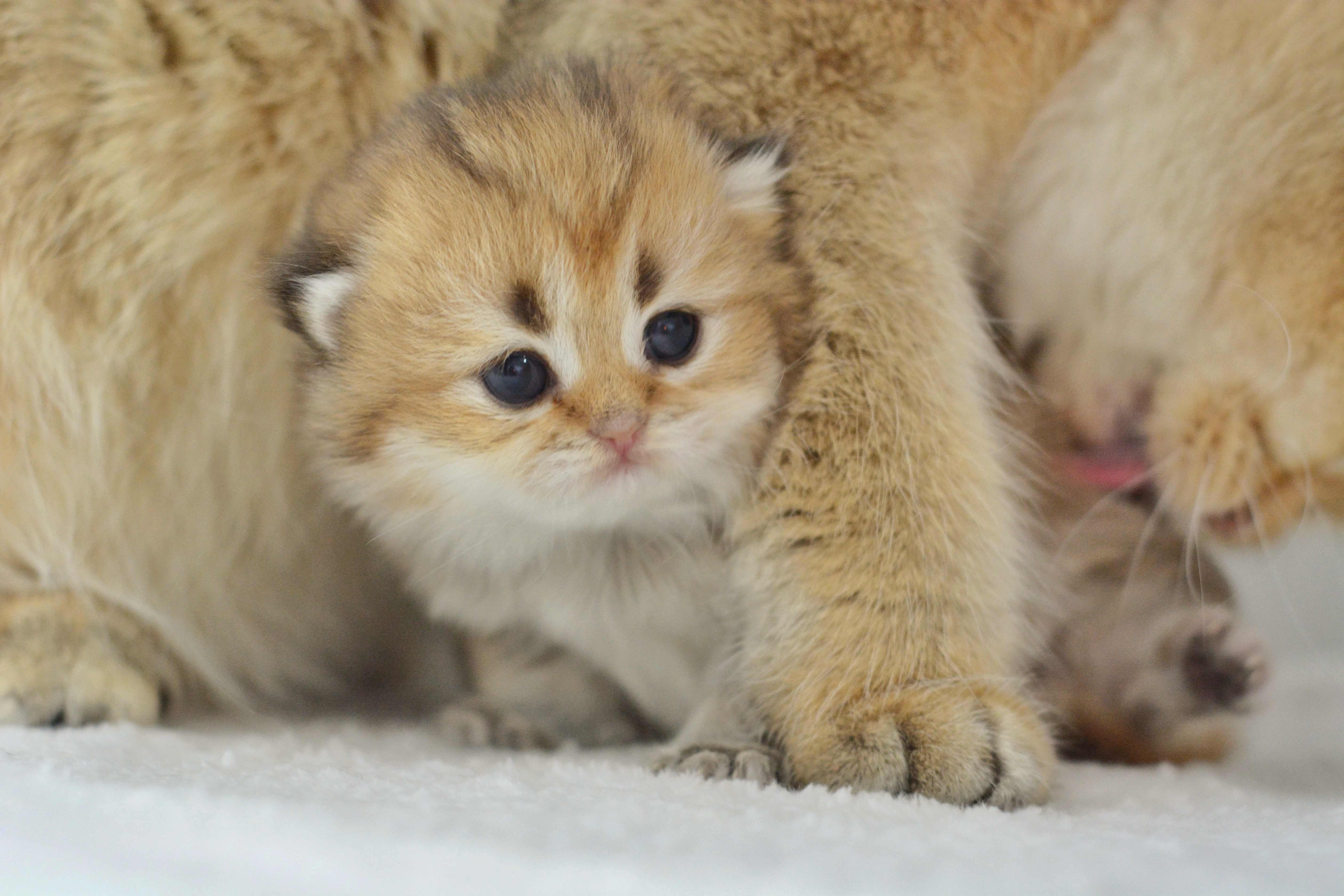 早安~#金渐层##英国长毛猫# ​​​